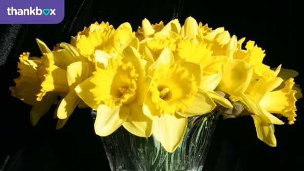 A bunch of daffodils to say get well soon
