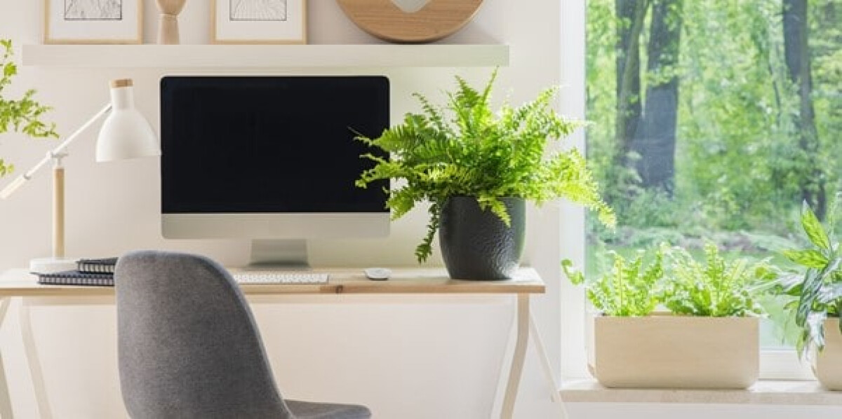 A home office with plants on desk and in surroundings